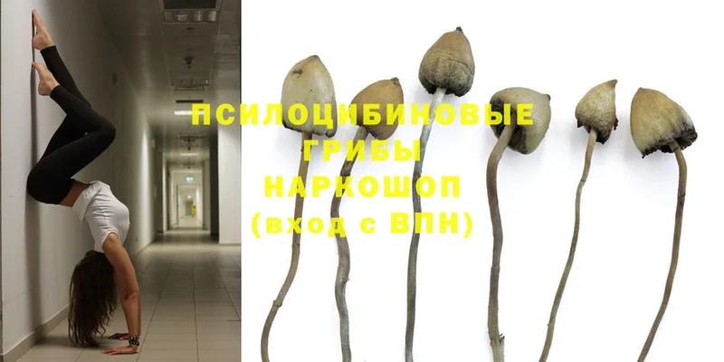 Псилоцибиновые грибы Psilocybe  Апшеронск 